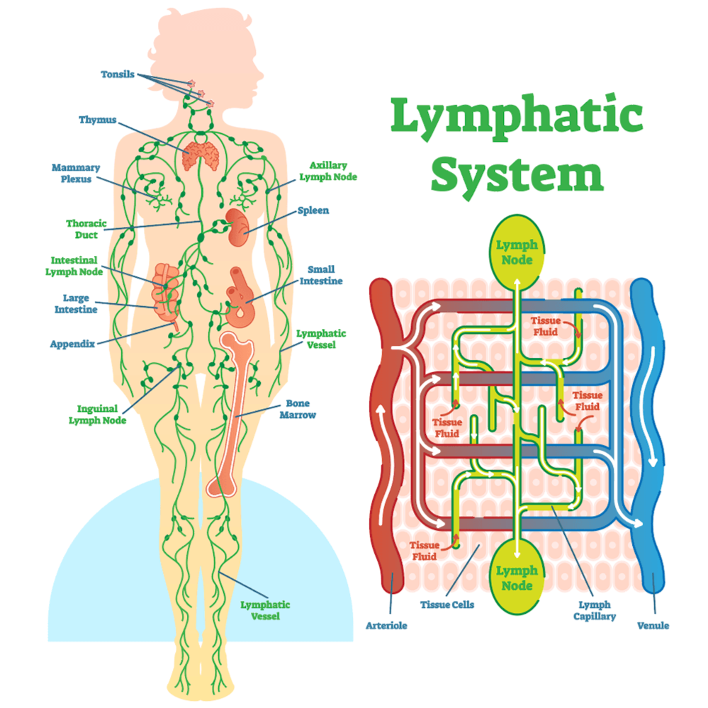 Diagram lymfatického systéu | Masáže Karonaishi Brno Diagram lymfatického systéu | Masáže Karonaishi Brno